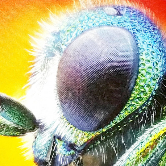 Full Color Macro of Insect